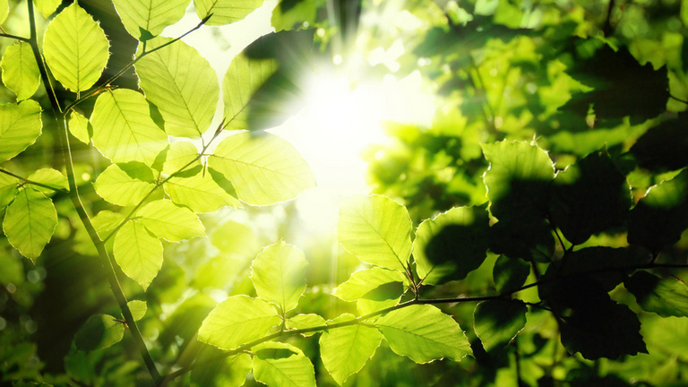 Sonnenstrahlen durch Blätter - Zentrum für seelische Gesundheit in Rüdersdorf